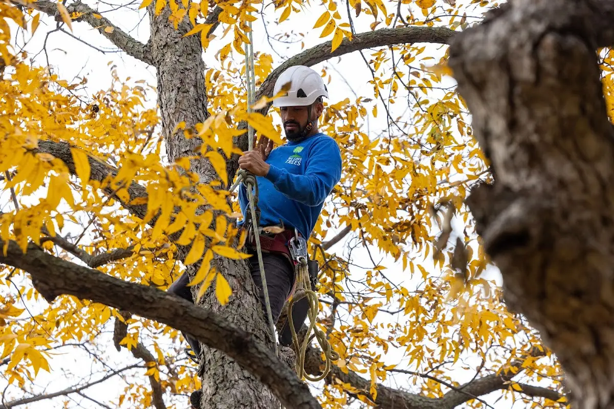 Skilled Tree Transplanting crew working in Janesville